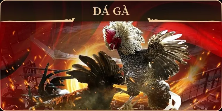 Chinh Phục Đấu Trường Thomo Với Cách Chơi Đá Gà GA28 Tại VG99 Ăn Tiền Cực Dễ