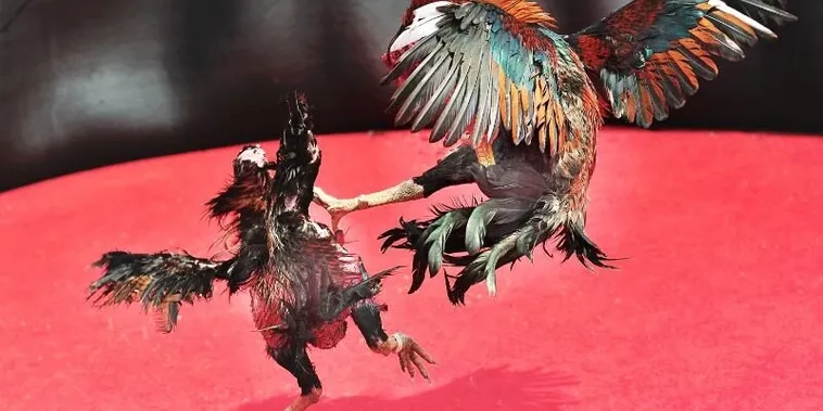 Săn Thưởng Khi Tham Gia Cách Chơi Đá Gà Sabong Tại VG99 Kịch Tính Hấp Dẫn Nhất