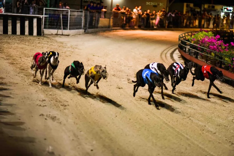 Cách Chơi Game Nhanh Đua Chó Tại VG99 Chắc Thắng Trong Tầm Tay Bạn