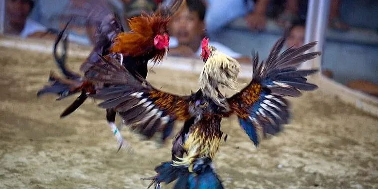 Săn Thưởng Khi Tham Gia Cách Chơi Đá Gà Sabong Tại VG99 Kịch Tính Hấp Dẫn Nhất